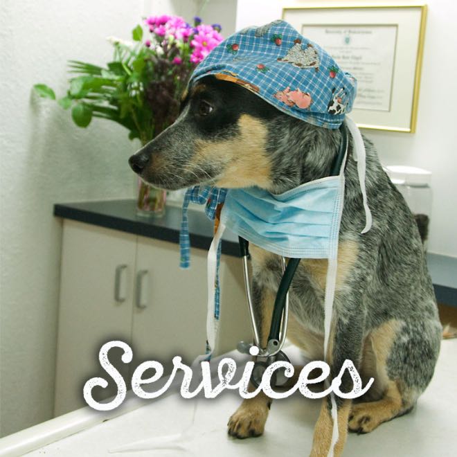 Comox Valley Animal Hospital Comox Valley Animal Hospital